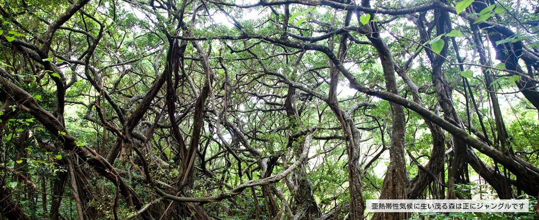 亜熱帯性気候に生い茂る森は正にジャングルです